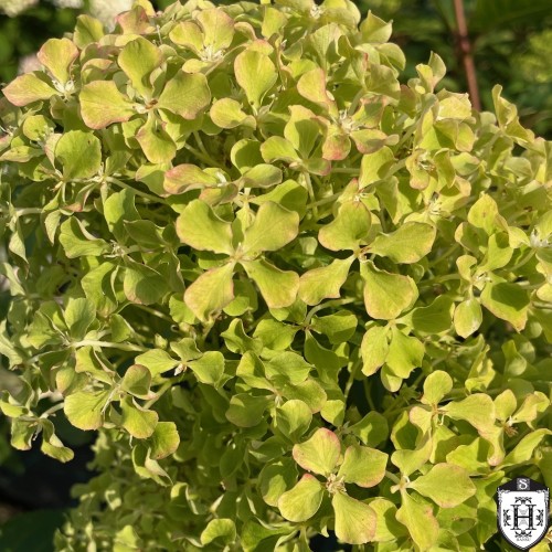 Hydrangea paniculata 'Romantic Ace' - Aedhortensia 'Romantic Ace' C1/1L